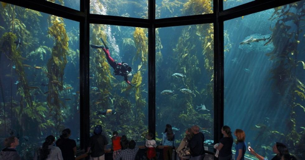 Large fish tank at monterey bay aquarium