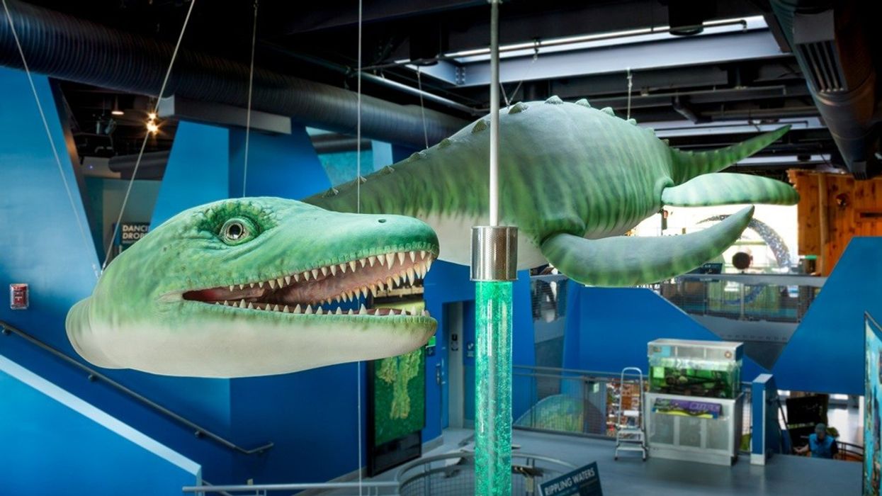 Large green sea creature model suspended in an aquatic-themed museum exhibit.