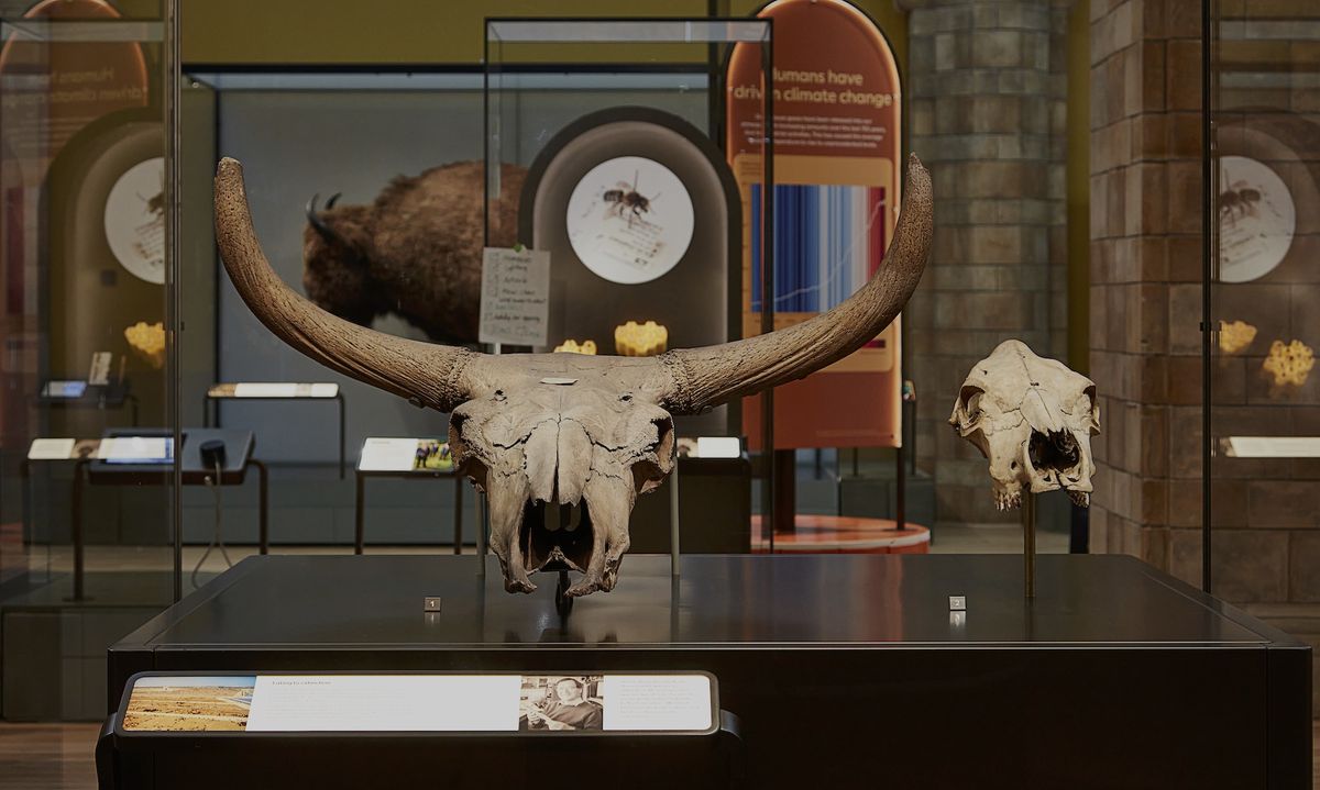 Large horned skulls displayed in a museum exhibit with informational panels at London's Natural History Museum