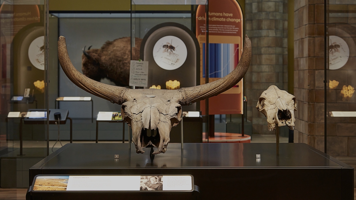 Large horned skulls displayed in a museum exhibit with informational panels at London's Natural History Museum