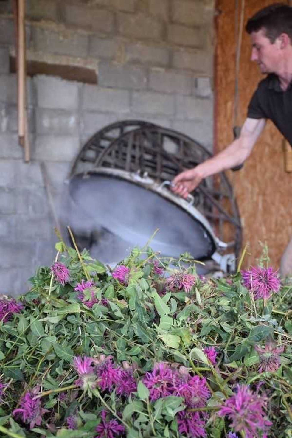 Lavender Distillation process, Sault, Provence