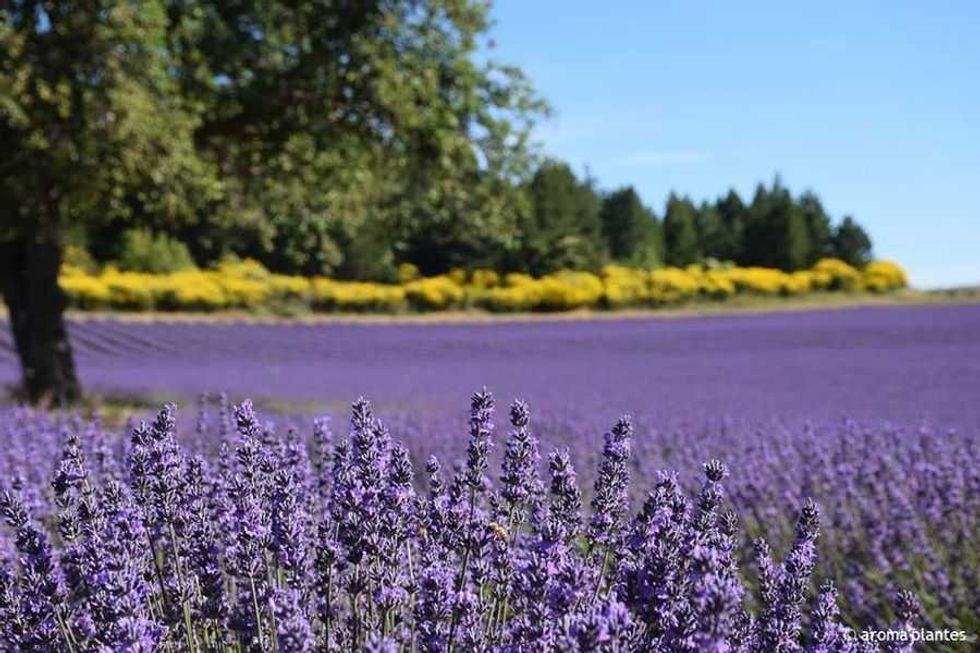 Lavender Farm, Sault, Provence