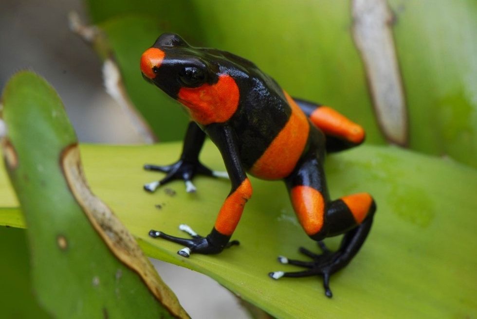 Lehman's Poison Frog (Oophaga lehmanni) credit Fundación Zoológica de Cali
