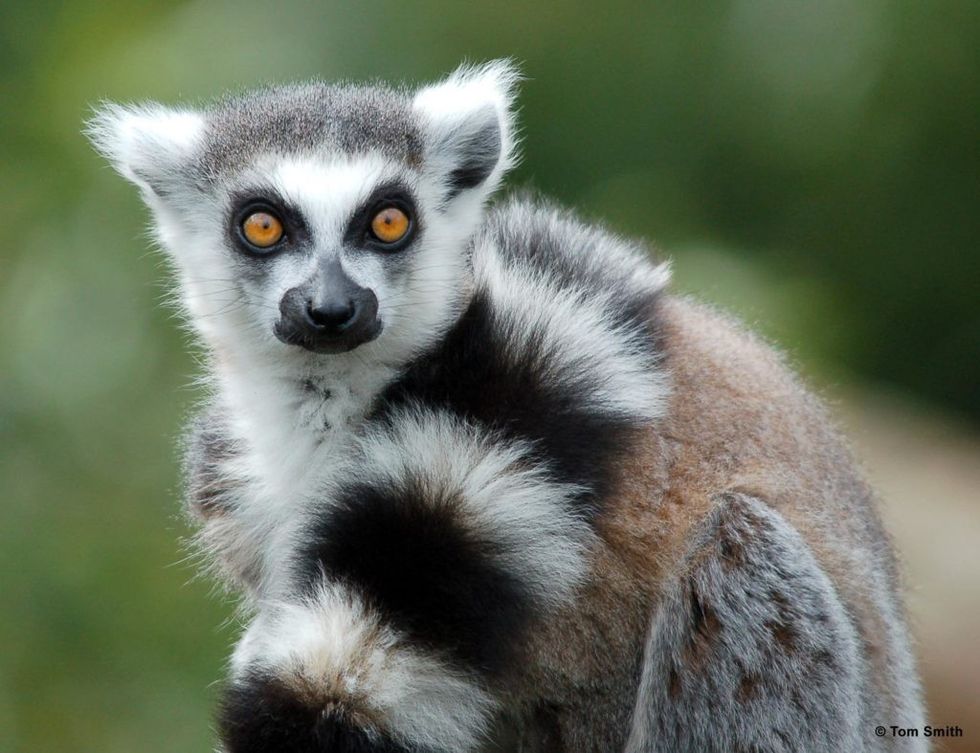 lemur Colchester Zoo