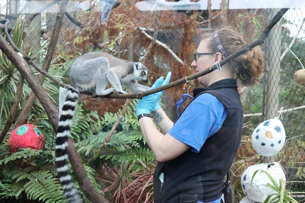 Lemur Florida Aquarium