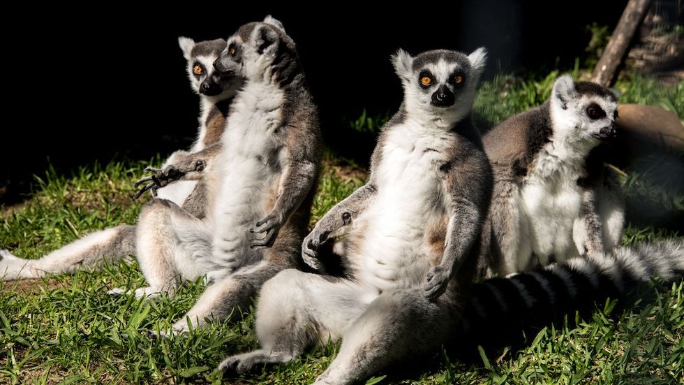 Lemurs Hattiesburg Zoo