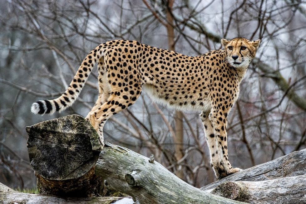 Leopard at Toronto Zoo