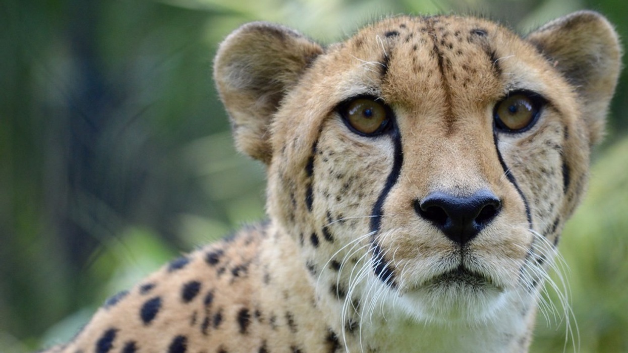 Leopard Cincinnati Zoo