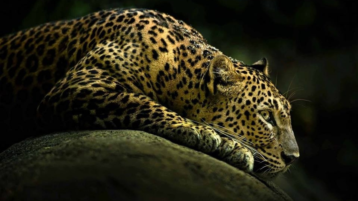 leopard