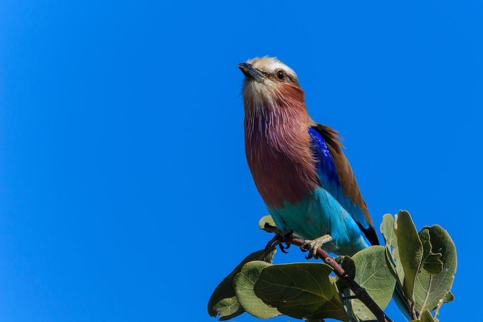 lilac breasted roller against blue sky