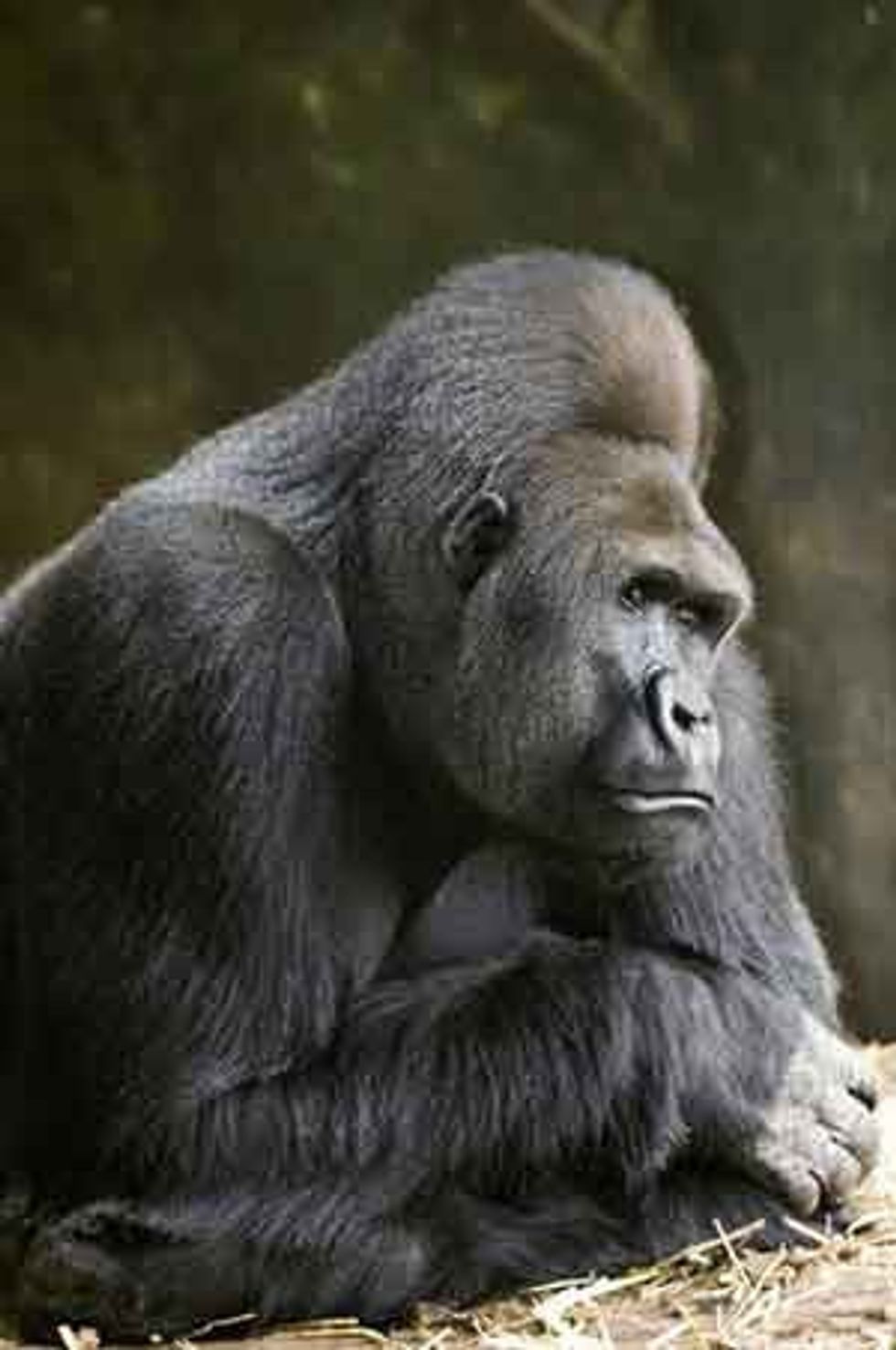 Lincoln Park Zoo gorilla