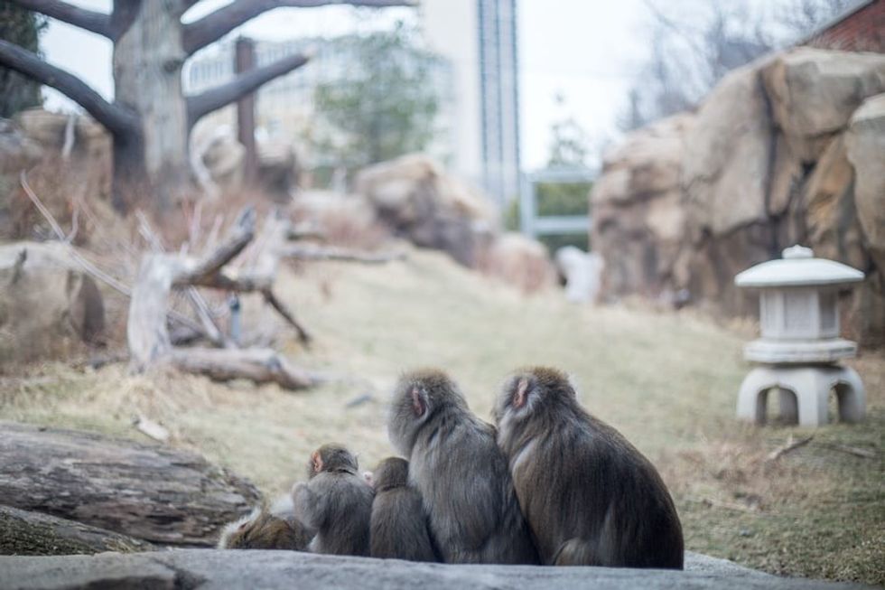 Lincoln-Park-Zoo-Macaque-family