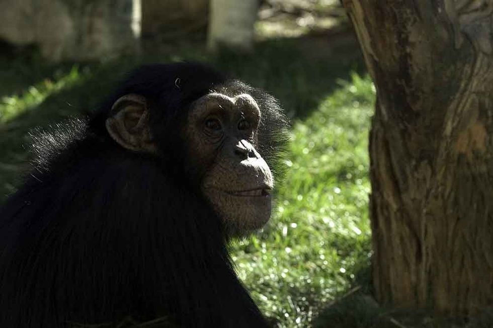 Lincoln Park Zoo monkey