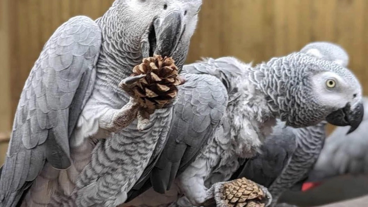 lincolnshire wildlife park swearing parrots