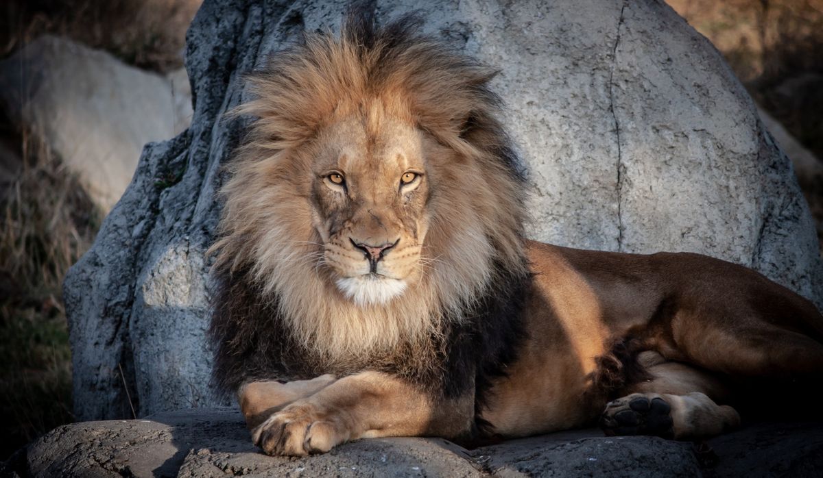 Lion at Calgary Zoo