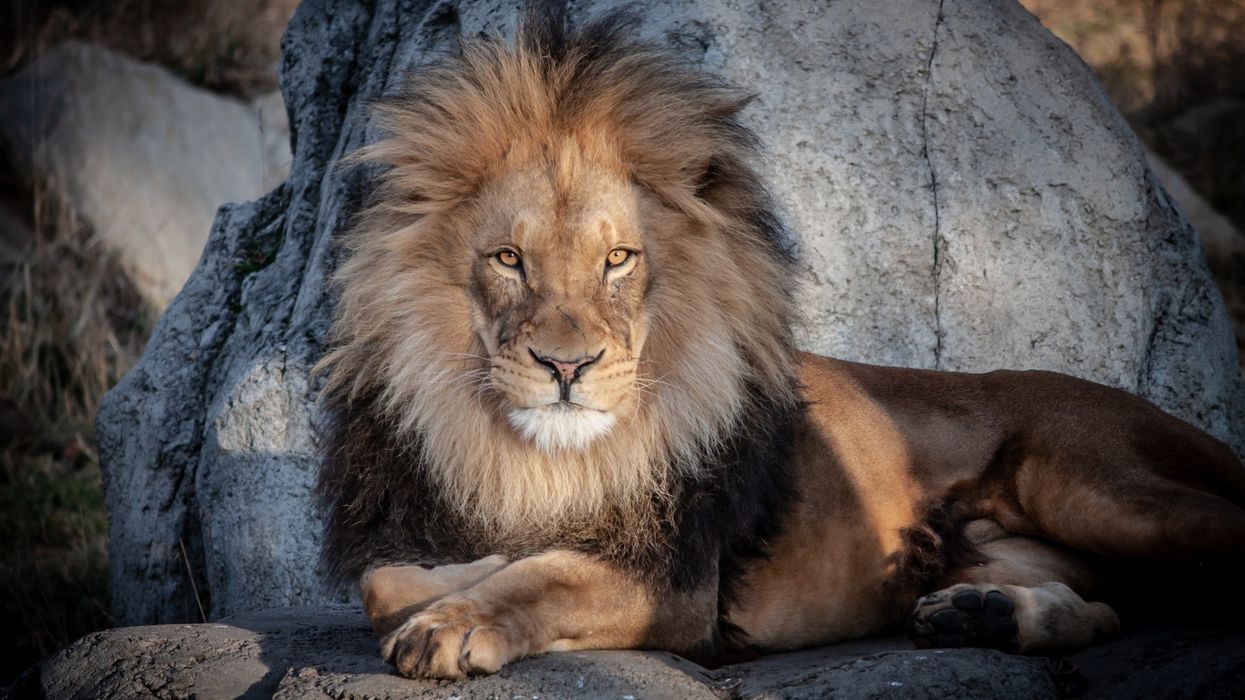 Lion at Calgary Zoo
