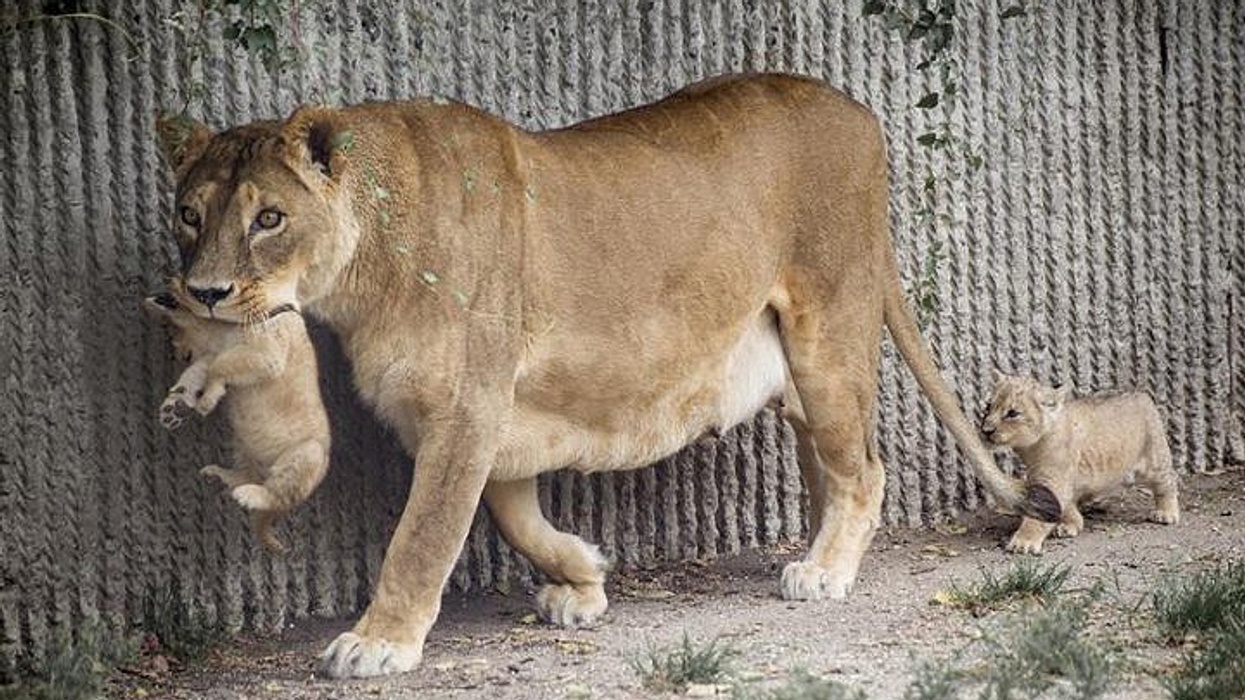 Lion at Copenhagen Zoo