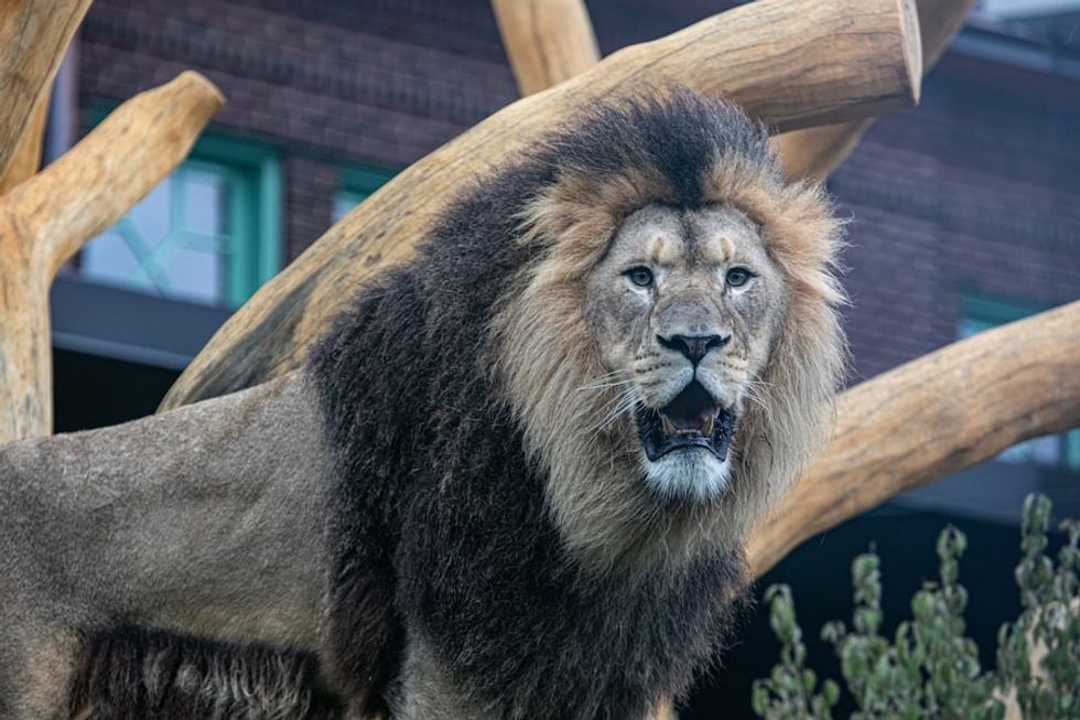 Lion at Lincoln Park Zoo