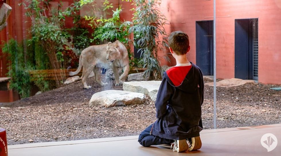 Lion at Red List Centre