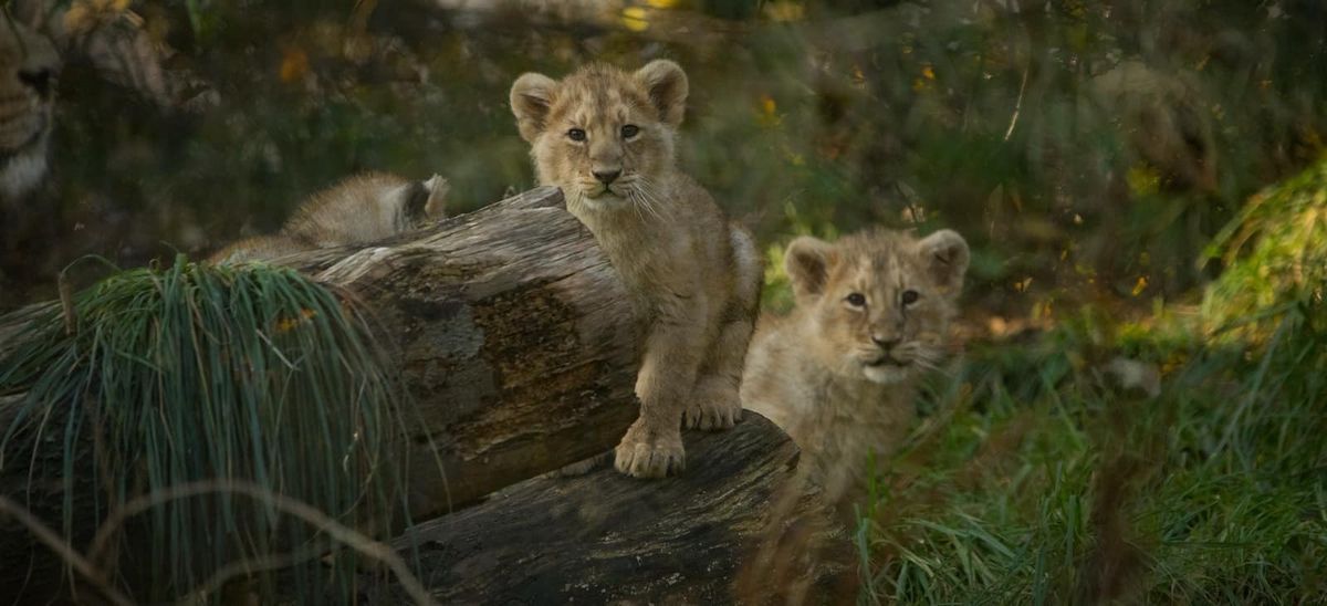Lion Cubs Edinburgh Zoo