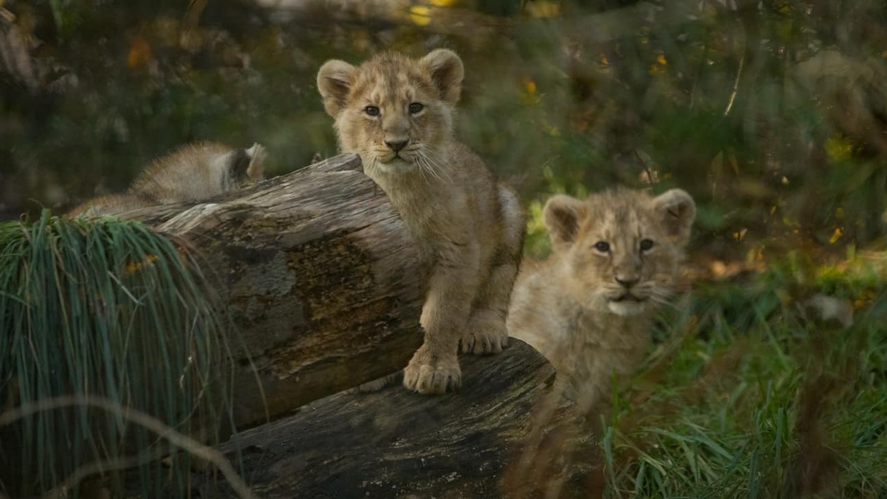 Lion Cubs Edinburgh Zoo