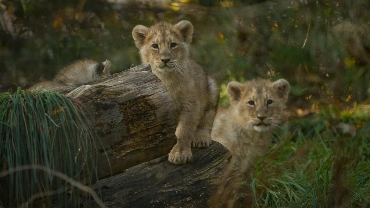 Lion Cubs Edinburgh Zoo