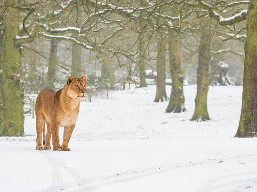lion-in-snow knowsley