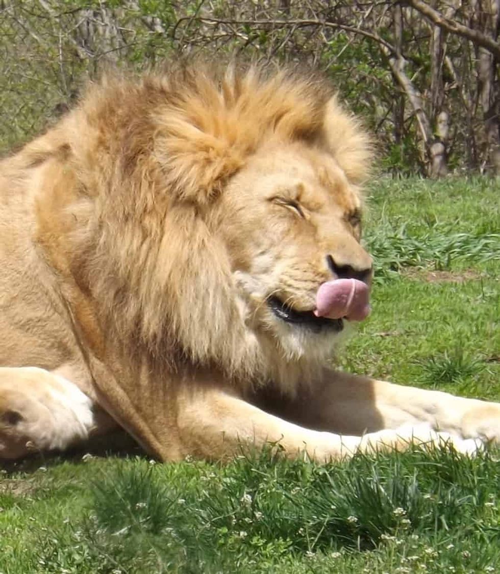 Lion licking his lips