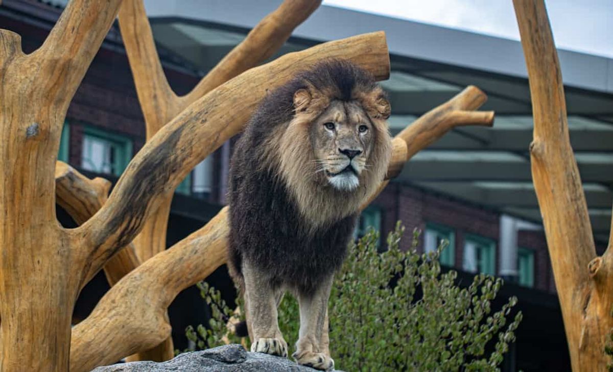 Lion lincoln park zoo