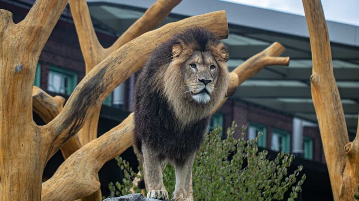Lion lincoln park zoo