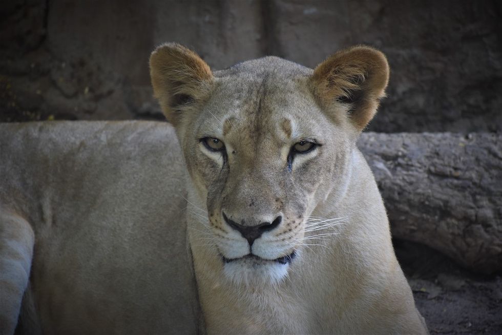 Lion Zoo Barranquilla