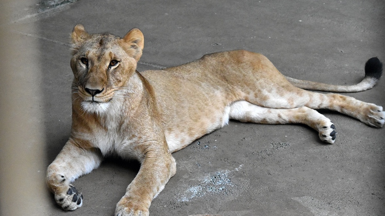 Lioness lying on a concrete ground, looking towards the camera.