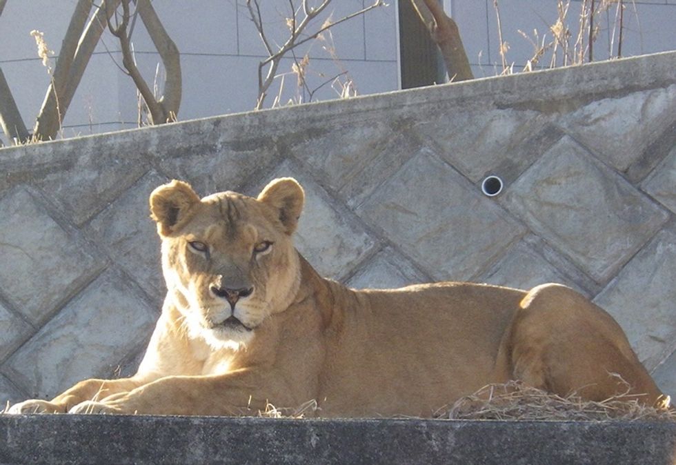 Lioness lying on a rock ledge in front of a concrete wall.