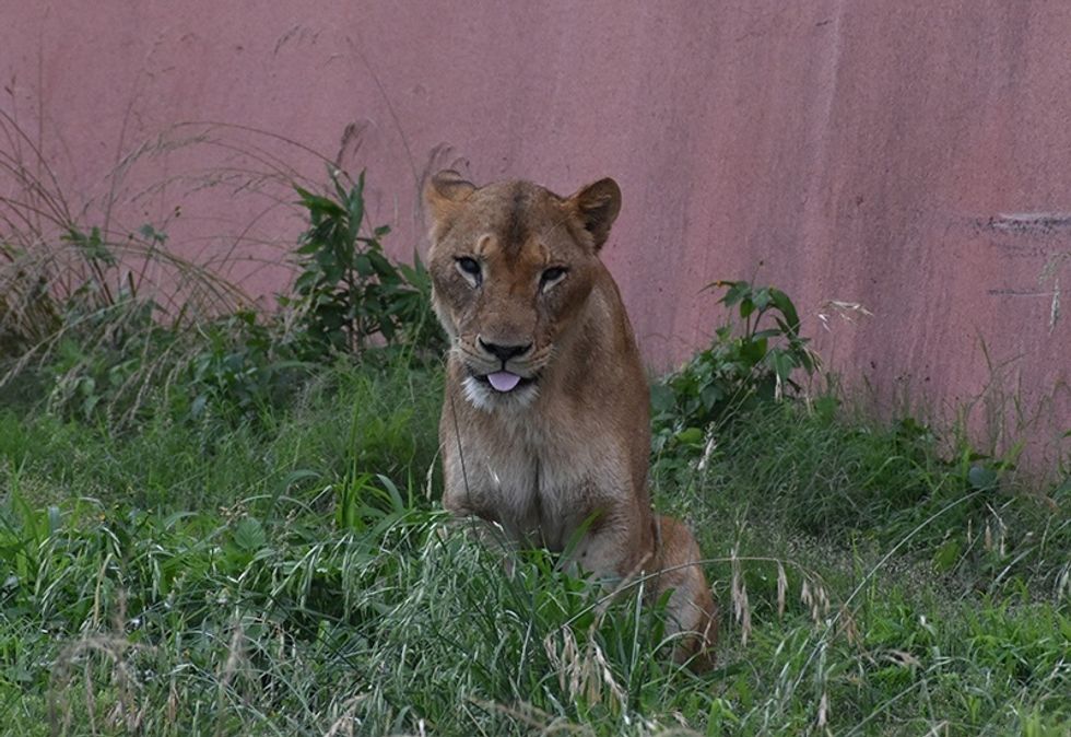 Lioness sitting with tongue out, surrounded by grass, in front of a pink wall.