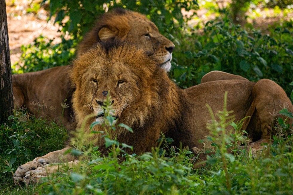 Lions at Dubai Safari Park