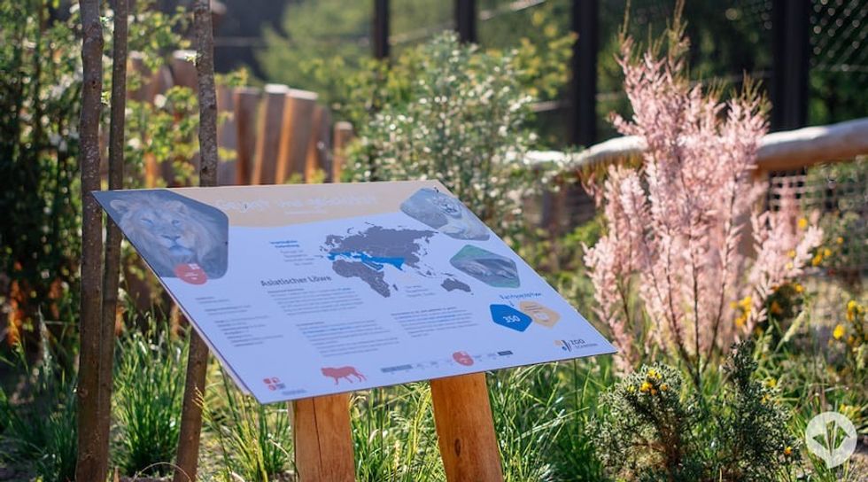 lions at Red List Centre Schwerin Zoo