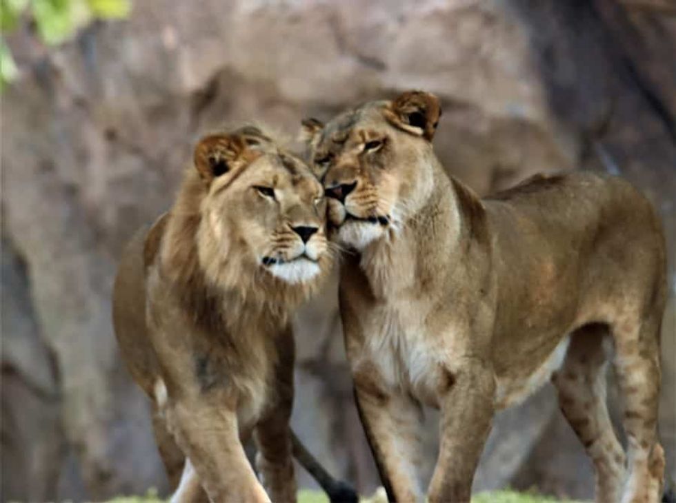 Lions-Denver Zoo