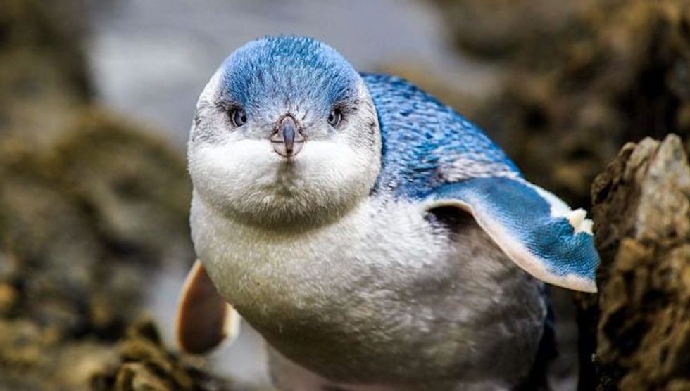 Little Blue Penguin Adventure Aquarium