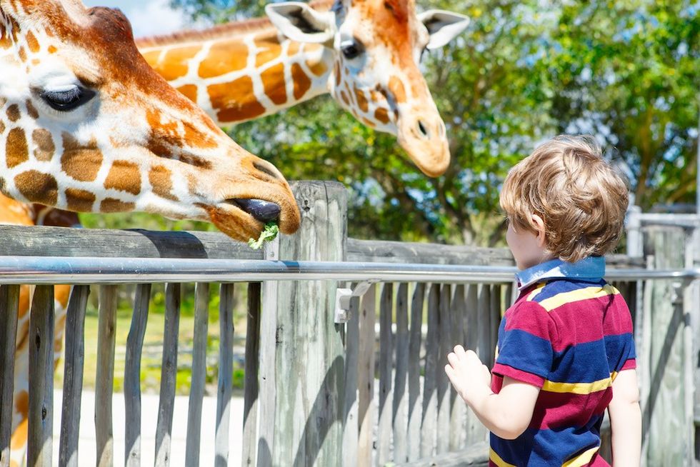 Little kid boy watching and feeding giraffe in zoo. Happy child having fun with animals safari park on warm summer day. feasibility