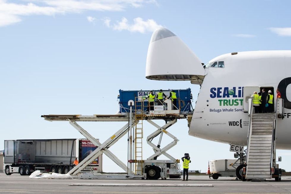 Little White and Little Grey arrive in Iceland