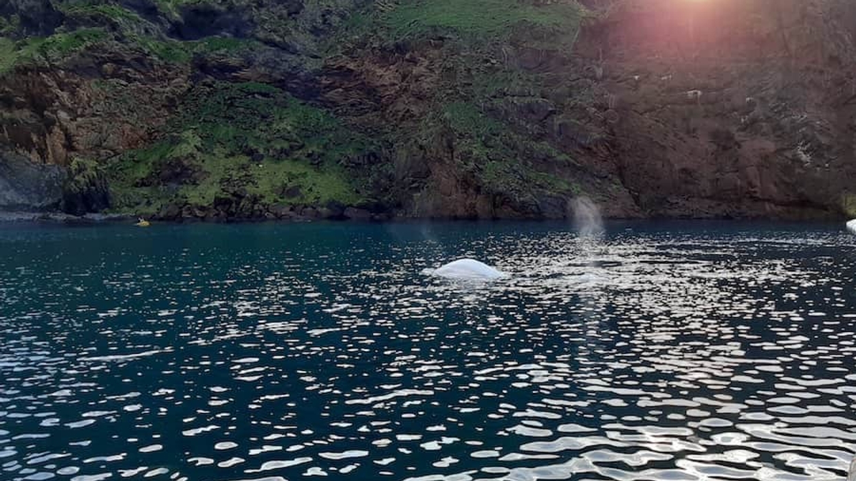 Little White & Little Grey first swim Beluga Whale Sanctuary