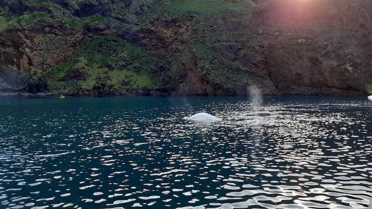 Little White & Little Grey first swim Beluga Whale Sanctuary