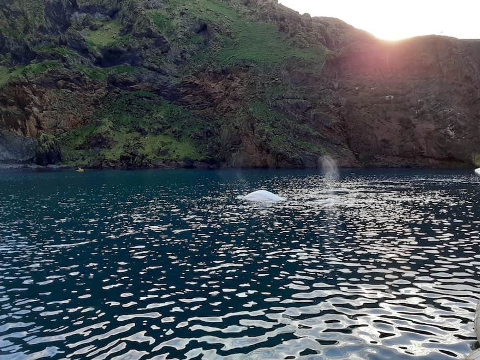 Little White & Little Grey first swim Beluga Whale Sanctuary