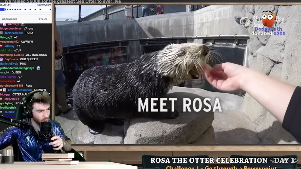 Livestreamer interacts with chat while introducing a sea otter named Rosa.