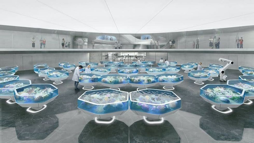 living coral biobank port douglas