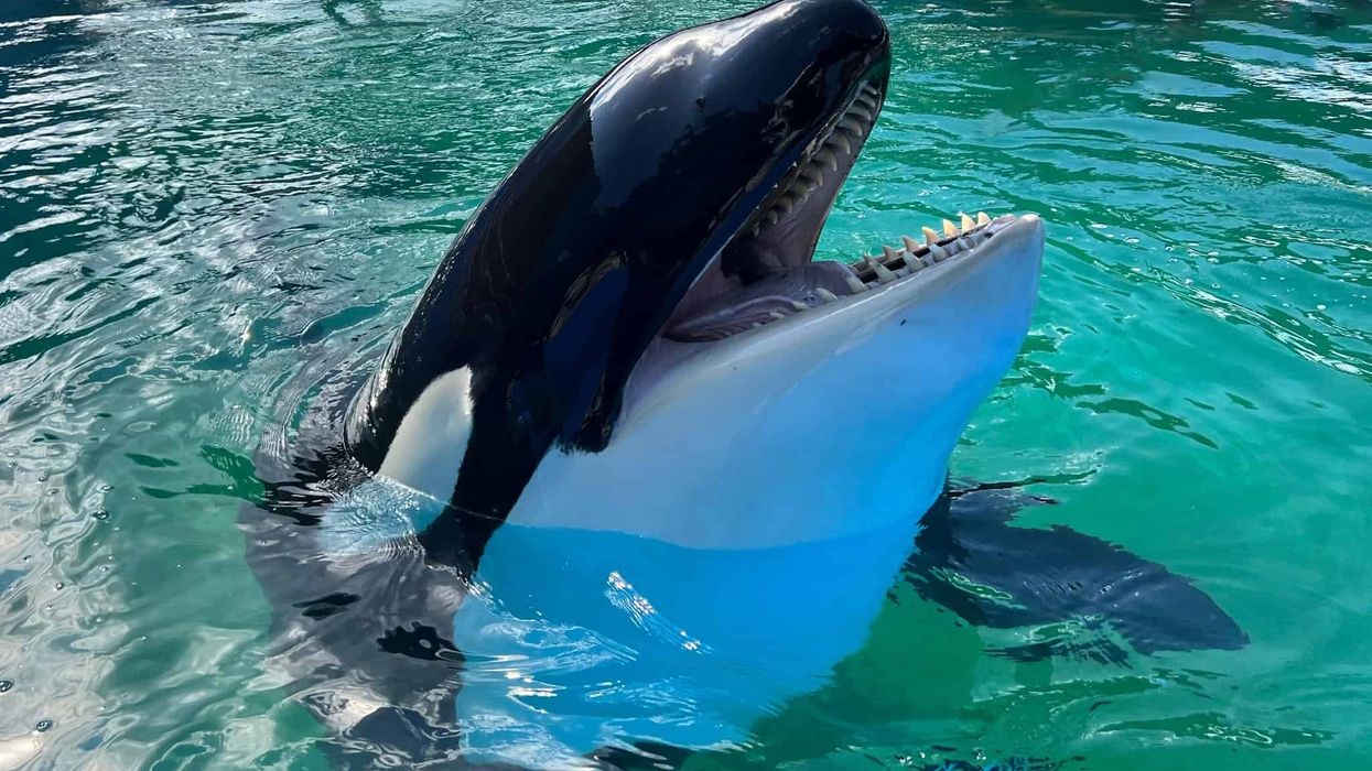 lolita miami seaquarium