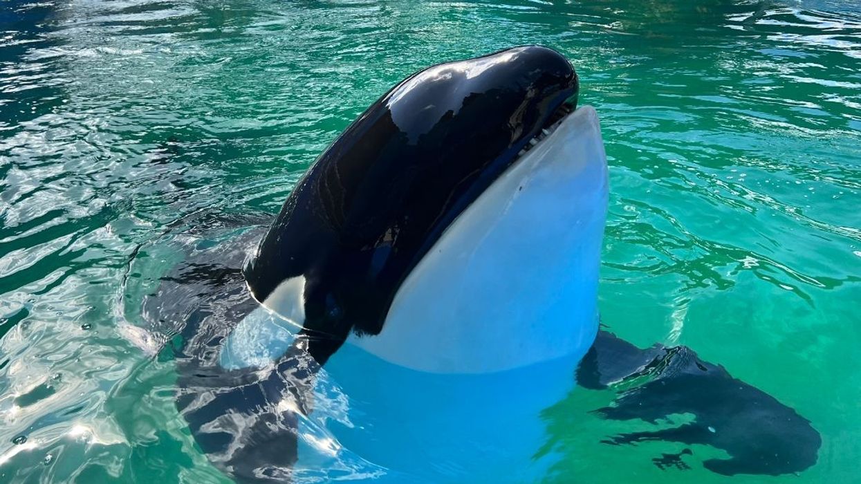 lolita toki miami seaquarium