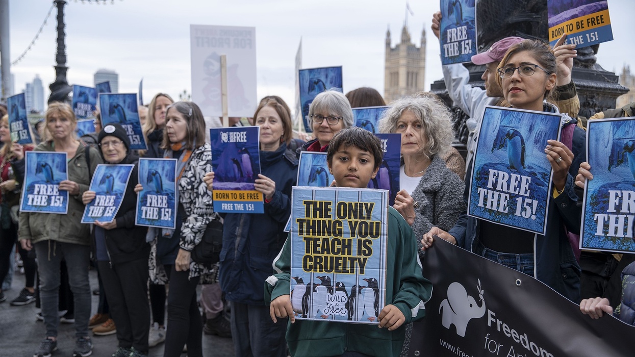 london aquarium protest penguins