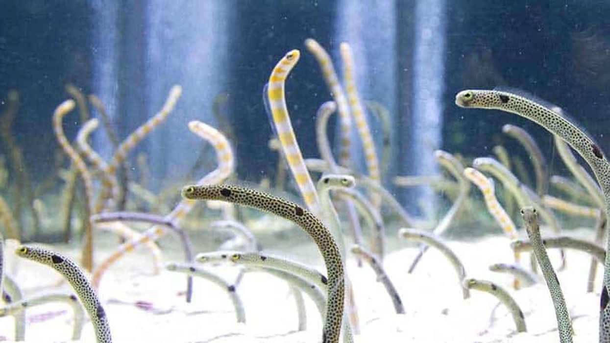 Lonely eels want to video chat at Sumida Aquarium