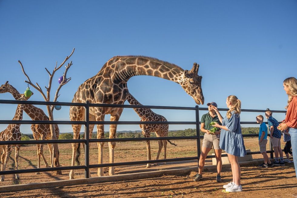 Longneck Manor Giraffe